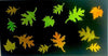 3pc Fall Dicro Slide Pack